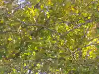 荏柄天神社の自然