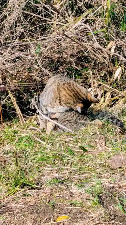 七百餘所神社 の動物