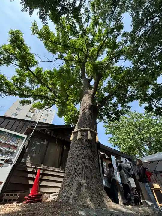 札幌諏訪神社の自然
