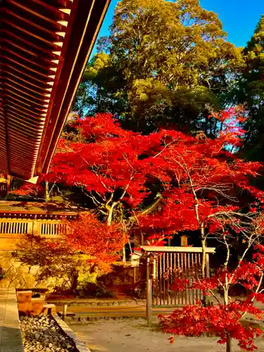 宝満宮竈門神社の自然