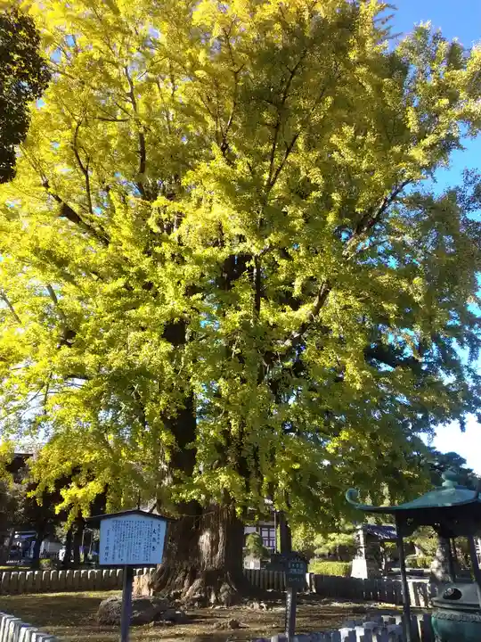 鑁阿寺(栃木県)