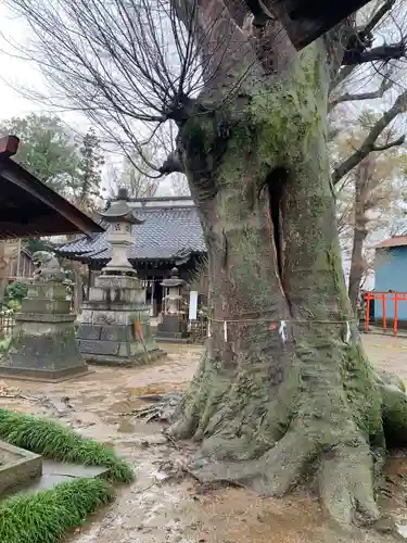 佐間天神社の自然