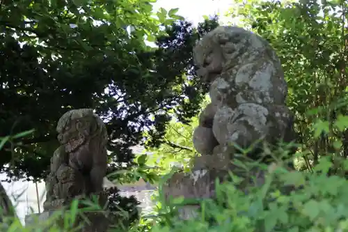 今泉神社の狛犬