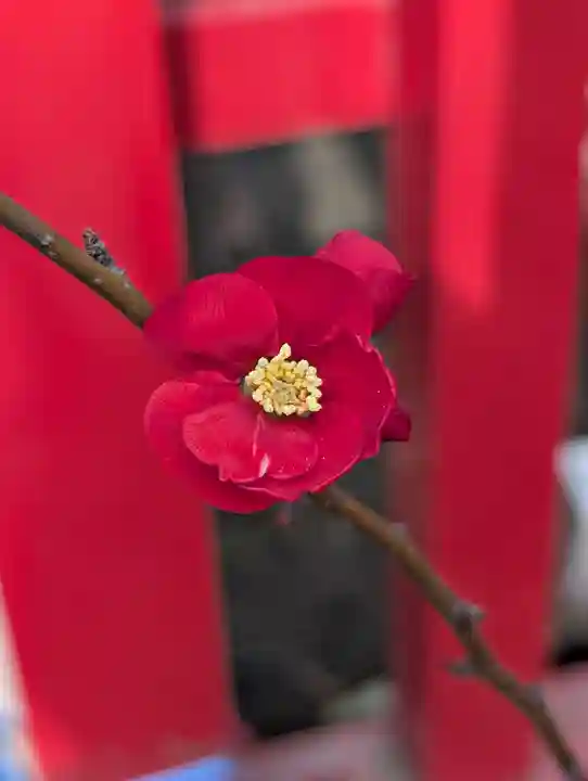 新田神社(東京都)