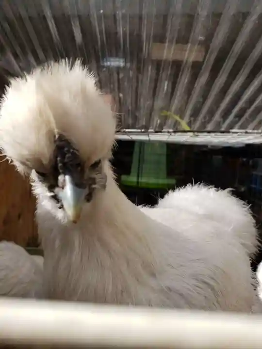 榮久山大法寺の動物