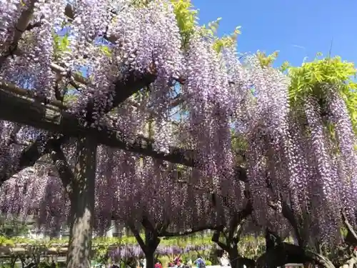 亀戸天神社の庭園