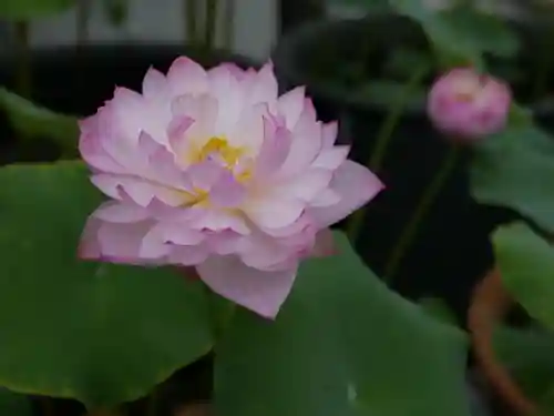 極楽山　浄土寺の自然