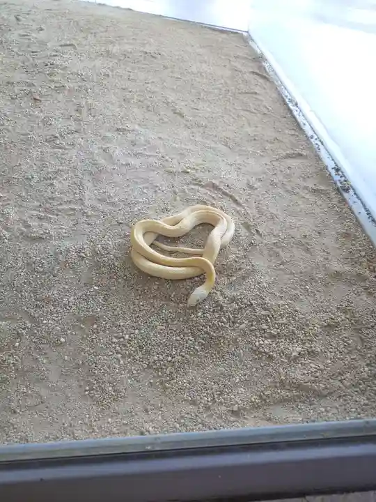 岩国白蛇神社の動物