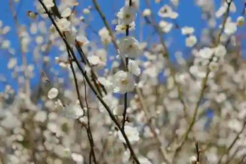 梅宮大社の自然