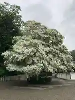 沙沙貴神社の自然