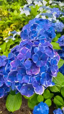 白山神社(東京都)