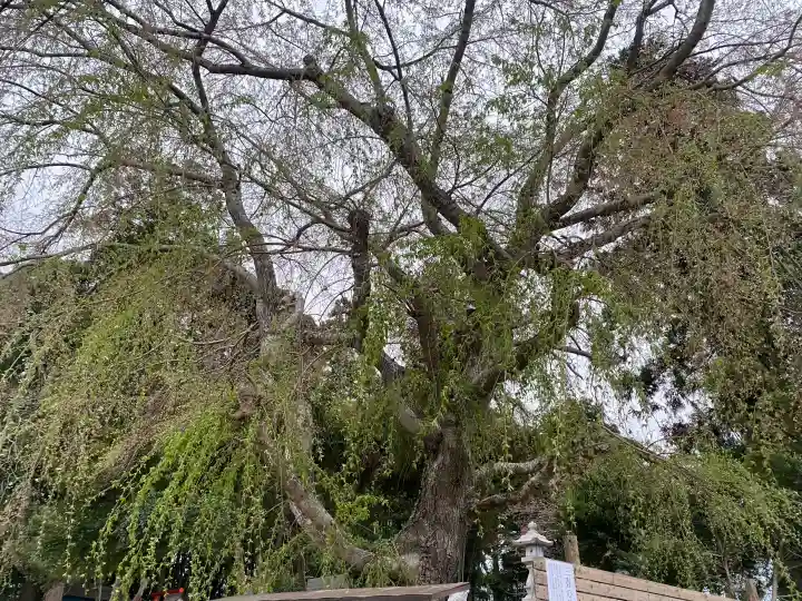 台渡里八幡神社の{uncategorized: "未分類", other: "その他", undefined: "問題あり", building: "その他建物", grave: "お墓", sacred_gate: "鳥居", guardian: "狛犬", statue: "像", buddha: "仏像", history: "歴史", nature: "自然", garden: "庭園", animal: "動物", pagoda: "塔", temizu: "手水舎", mountain_gate: "山門・神門", sanctuary: "本殿・本堂", subordinate: "末社・摂社", art: "芸術", scenery: "景色", jizo: "地蔵", ema: "絵馬", goshuin: "御朱印", omikuji: "おみくじ", items: "授与品その他", amulet: "お守り", goshuincho: "御朱印帳", eats: "食事", festival: "お祭り", votive_dance: "神楽", shichigosan: "七五三参", wedding: "結婚式", experience: "体験その他", initially: "初詣", around: "周辺", anti_infection: "感染症対策"}