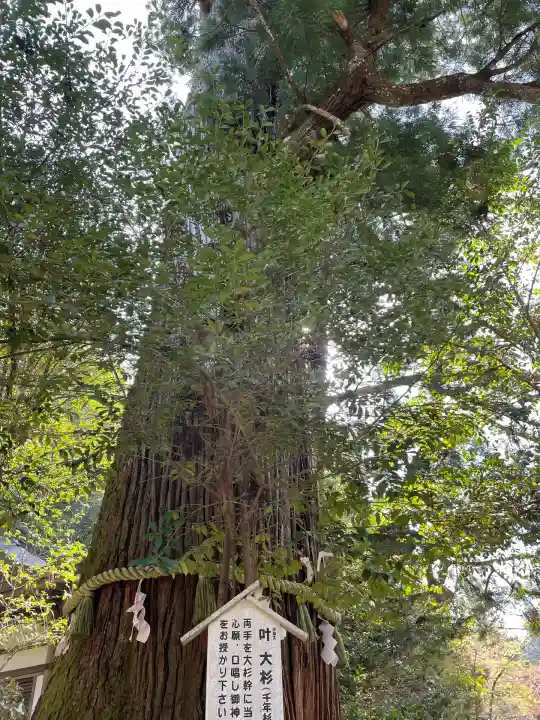 丹生川上神社(中社)(奈良県)
