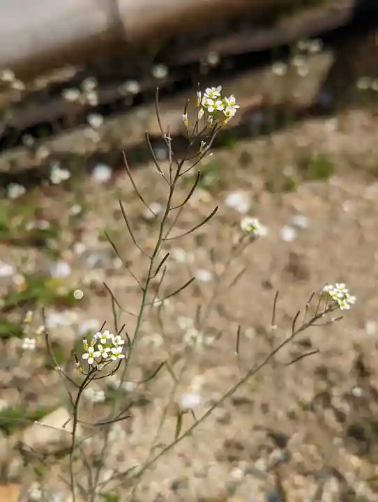 智積院(京都府)