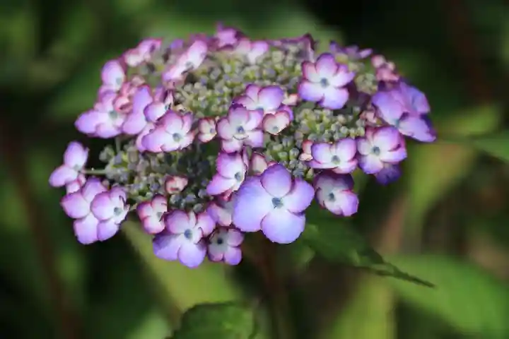 豊景神社の庭園