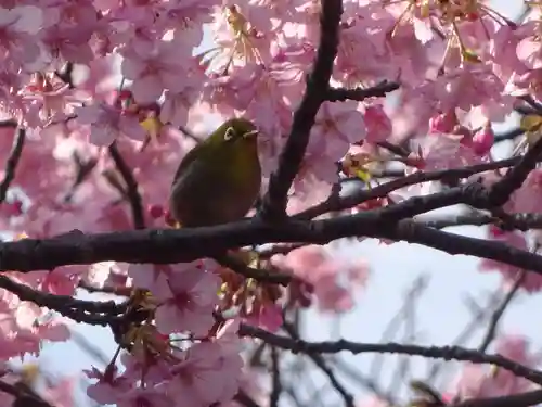 かっぱの寺 栖足寺の動物