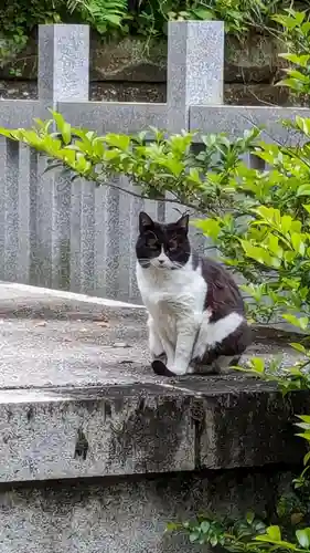 白金氷川神社の動物