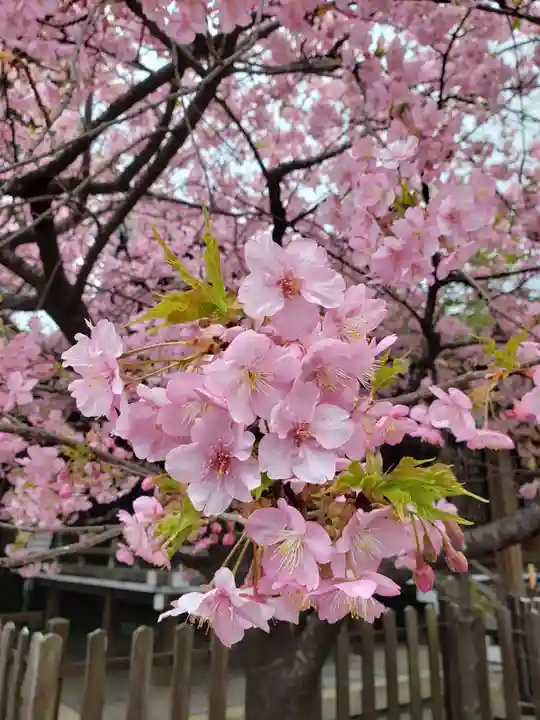 新宿下落合氷川神社の自然