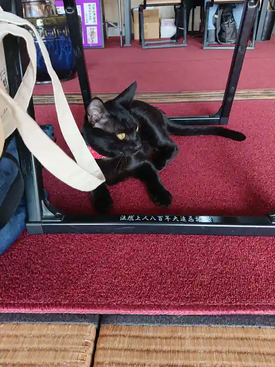 治寶山 浄泉寺の動物