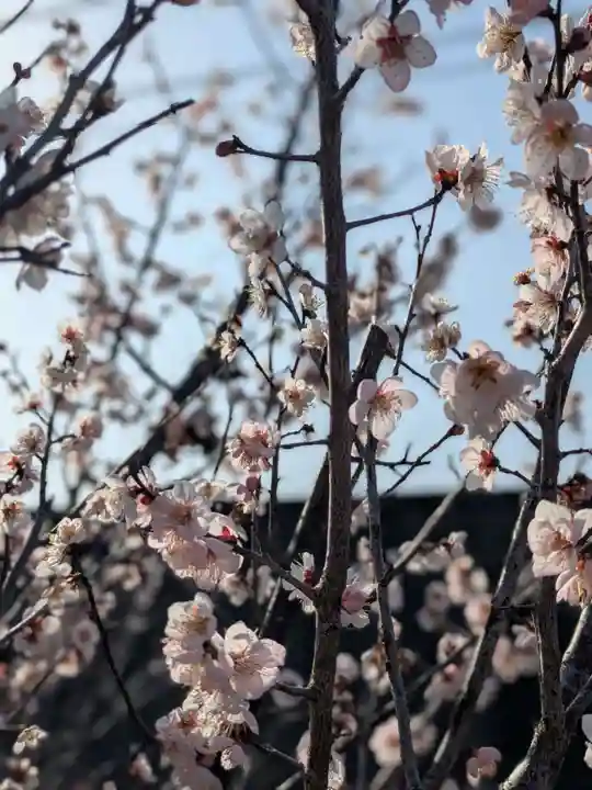 安楽寺(三重県)