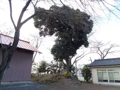 熊野神社の自然