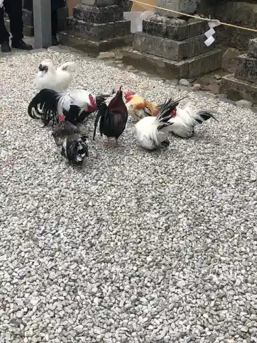 石上神宮の動物