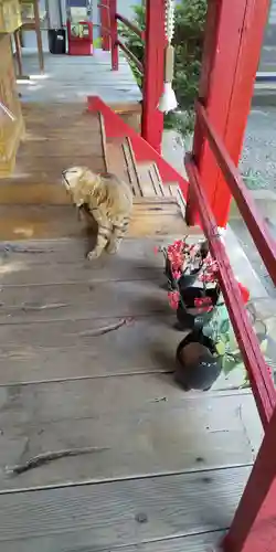 鹿角八坂神社の動物