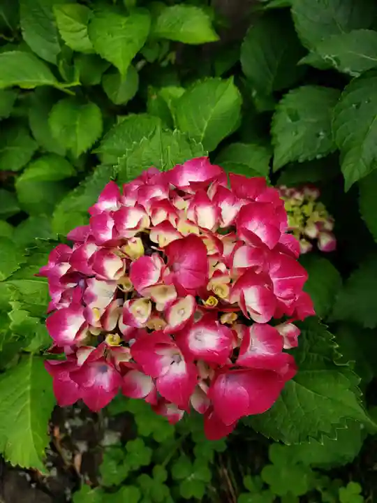 常泉院(東京都)