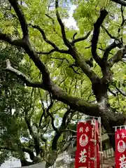 若一神社の自然