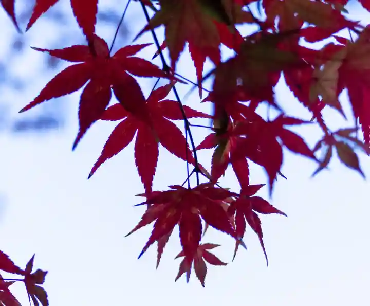 諏訪大社下社秋宮(長野県)