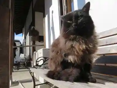 御誕生寺（猫寺）(福井県)