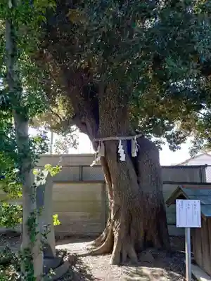 上青木氷川神社(埼玉県)