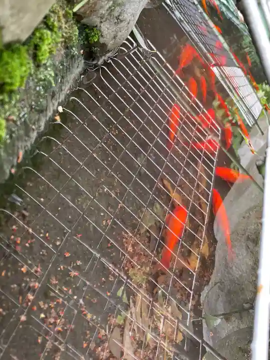 阿佐ヶ谷神明宮の動物