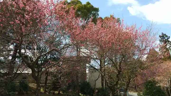 井伊谷宮の自然