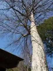 胡録神社の自然