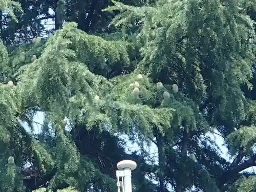 武蔵第六天神社の自然