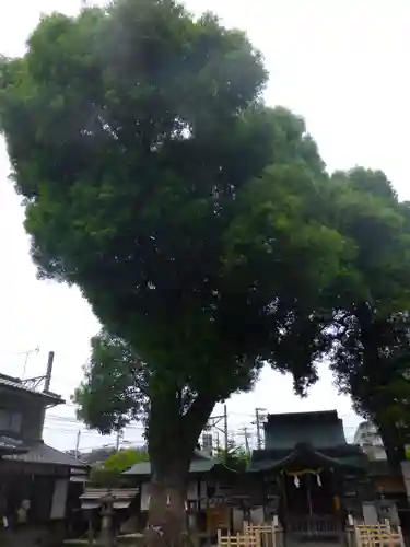 猿田彦神社の自然