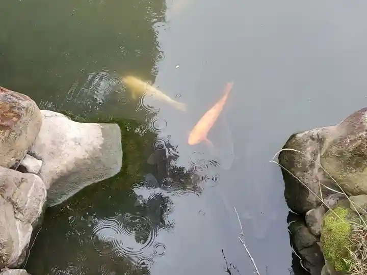 武田神社の動物