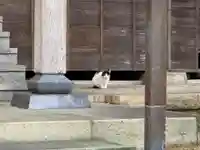 紫雲寺の動物