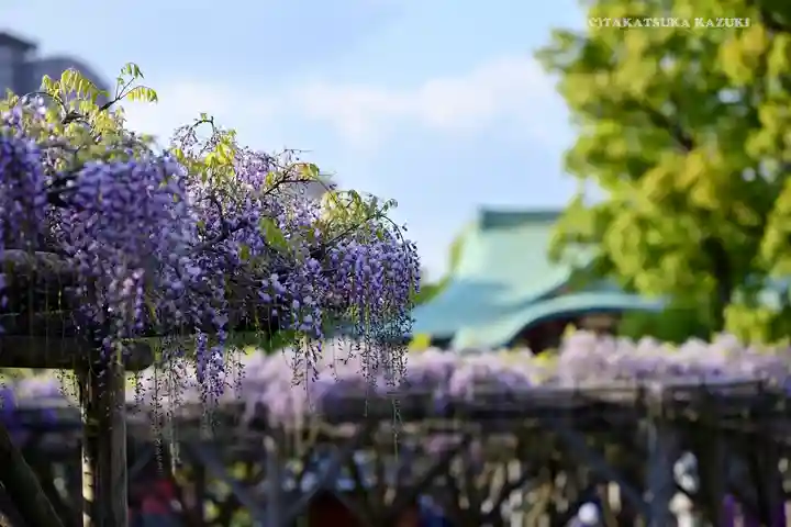 亀戸天神社の庭園