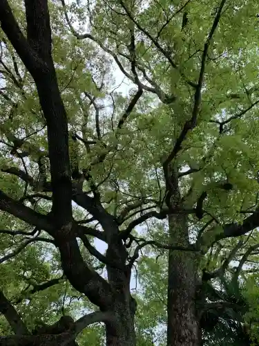 照明寺　(反町薬師尊)(群馬県)