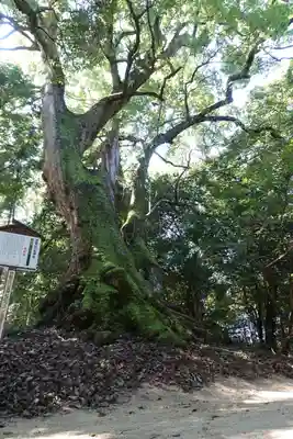 忍坂山口坐神社の自然