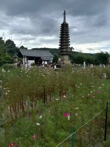 般若寺 ❁﻿コスモス寺❁(奈良県)