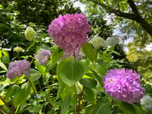 矢田寺(奈良県)