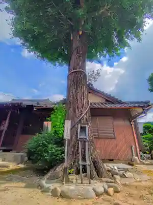 龍光寺の自然