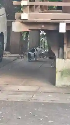 渋谷氷川神社の{uncategorized: "未分類", other: "その他", undefined: "問題あり", building: "その他建物", grave: "お墓", sacred_gate: "鳥居", guardian: "狛犬", statue: "像", buddha: "仏像", history: "歴史", nature: "自然", garden: "庭園", animal: "動物", pagoda: "塔", temizu: "手水舎", mountain_gate: "山門・神門", sanctuary: "本殿・本堂", subordinate: "末社・摂社", art: "芸術", scenery: "景色", jizo: "地蔵", ema: "絵馬", goshuin: "御朱印", omikuji: "おみくじ", items: "授与品その他", amulet: "お守り", goshuincho: "御朱印帳", eats: "食事", festival: "お祭り", votive_dance: "神楽", shichigosan: "七五三参", wedding: "結婚式", experience: "体験その他", initially: "初詣", around: "周辺", anti_infection: "感染症対策"}