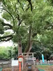 冠纓神社の自然