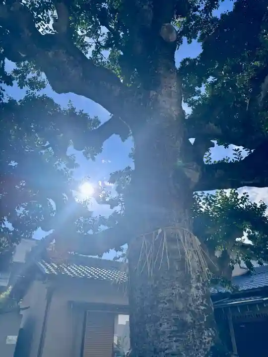 金札宮の{uncategorized: "未分類", other: "その他", undefined: "問題あり", building: "その他建物", grave: "お墓", sacred_gate: "鳥居", guardian: "狛犬", statue: "像", buddha: "仏像", history: "歴史", nature: "自然", garden: "庭園", animal: "動物", pagoda: "塔", temizu: "手水舎", mountain_gate: "山門・神門", sanctuary: "本殿・本堂", subordinate: "末社・摂社", art: "芸術", scenery: "景色", jizo: "地蔵", ema: "絵馬", goshuin: "御朱印", omikuji: "おみくじ", items: "授与品その他", amulet: "お守り", goshuincho: "御朱印帳", eats: "食事", festival: "お祭り", votive_dance: "神楽", shichigosan: "七五三参", wedding: "結婚式", experience: "体験その他", initially: "初詣", around: "周辺", anti_infection: "感染症対策"}