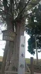 白鬚神社の建物その他