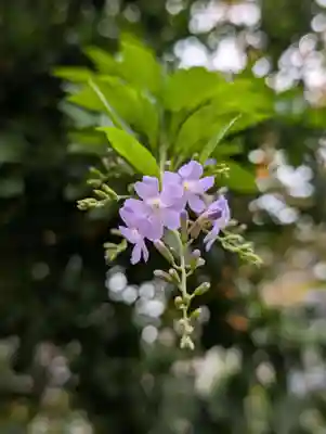 妙安寺(東京都)